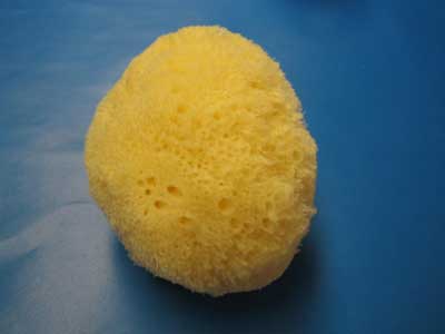 Fine Sea Sponges 2