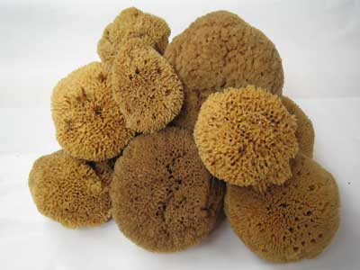Natural Sponges 4