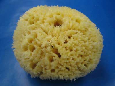 Sea Sponge Bath