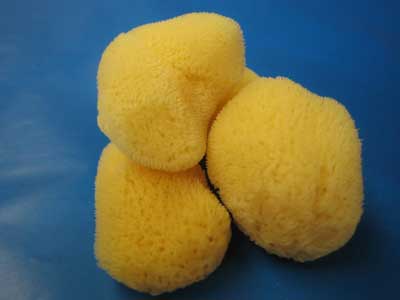 Silk Sea Sponges 2