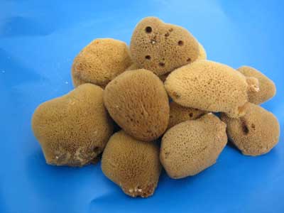 Silk Sea Sponges Raw