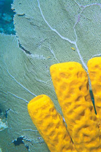 sea sponges natural sponges bath sponges cosmetic sponges