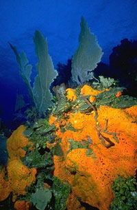 Natural Sea Sponges