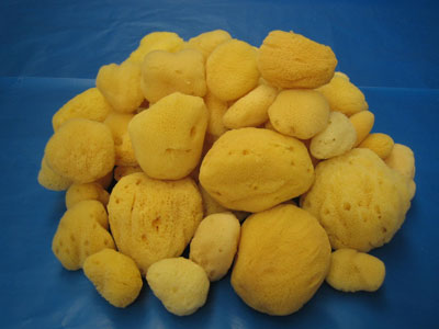 Silk Sea Sponges 1